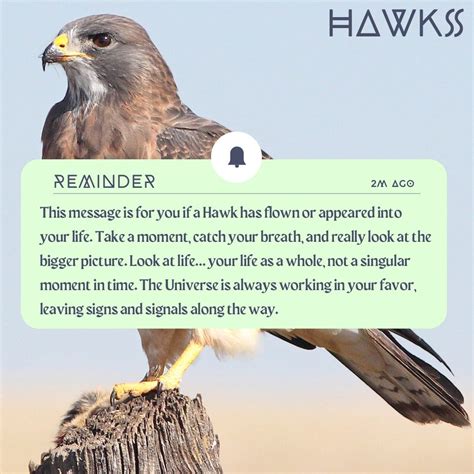 The Significance and Grandeur of Hawks in Symbolic Meanings