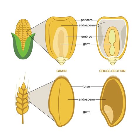 The Significance and Symbolism of the Mighty Grain: Exploring the Power of Corn