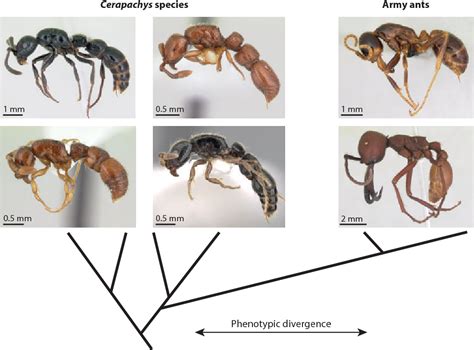 The Significance of Ants in Evolutionary and Mythological Perspectives