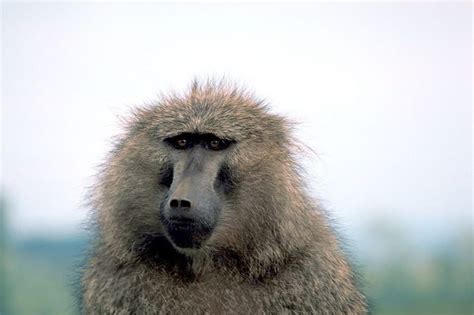 The Significance of Baboons in Mythology and Folklore