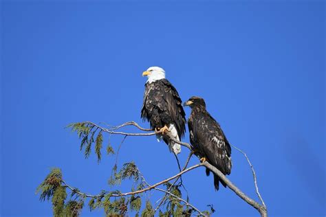 The Significance of Bald Eagles in Dreams