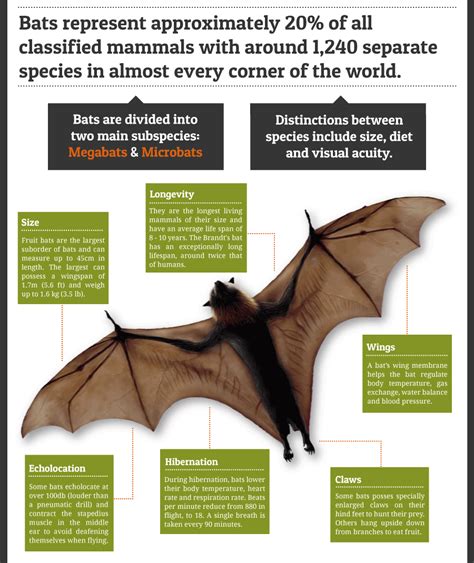 The Significance of Bats in Various Cultures