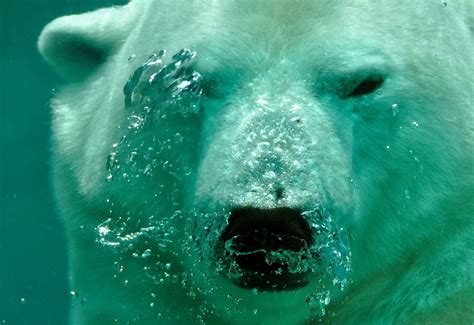 The Significance of Bears' Aquatic Abilities: Interpreting the Message of Resilience and Flexibility