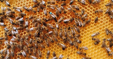 The Significance of Bees in Maintaining Ecosystem Balance