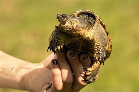 The Significance of Being Nipped by a Snapping Turtle in a Vision