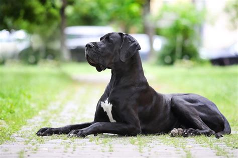 The Significance of Black Great Danes in Dreams