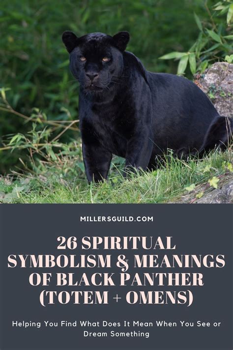 The Significance of Black Panther Snakes as Spiritual Guides in African and Native American Cultures
