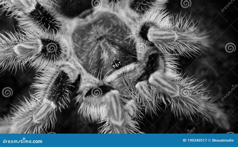 The Significance of Black and White Tarantula Dreams