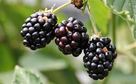 The Significance of Blackberry Bushes in Dreams