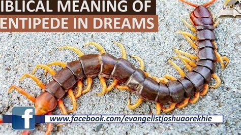 The Significance of Centipedes in Dreams: Deciphering the Message