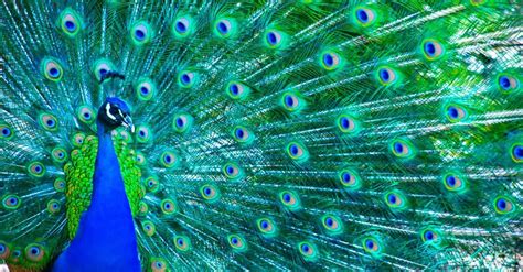 The Significance of Colors in Decoding Visions of Peacock Birth