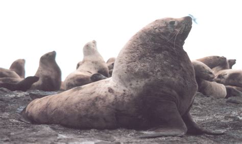 The Significance of Conservation Efforts for Populations of Sea Lions