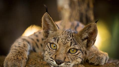 The Significance of Conservation Initiatives for Infant Lynx