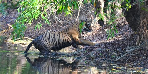 The Significance of Conservation for the Future of Young Tigers