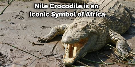 The Significance of Crocodiles in Cultural Representation: Symbols of Peril and Authority