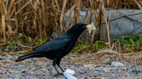 The Significance of Crow Behavior: Analyzing Feeding Patterns