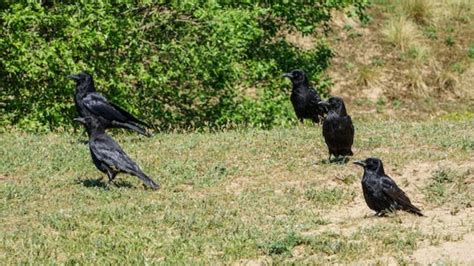 The Significance of Crow Flight in Dream Interpretation