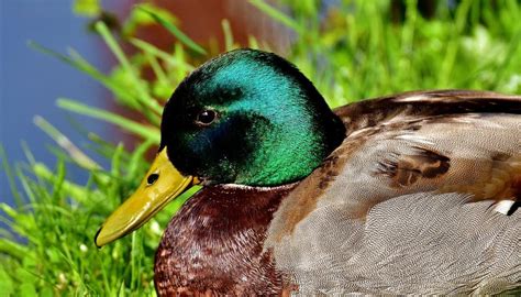 The Significance of Dreaming About Ducks