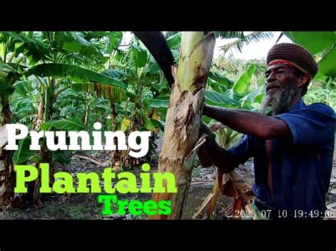 The Significance of Dreaming About Pruning Plantain Trees