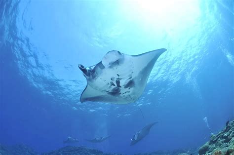 The Significance of Dreaming About a Stingray Passing Away