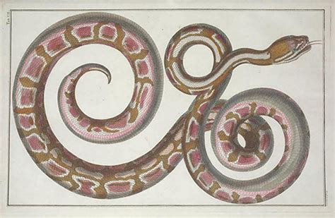 The Significance of Dreaming about a Large Rust-coloured Serpent