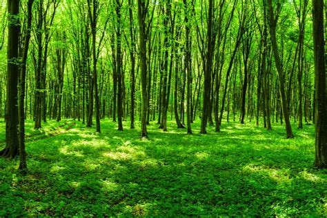 The Significance of Dreaming about an Impressive Verdant Tree