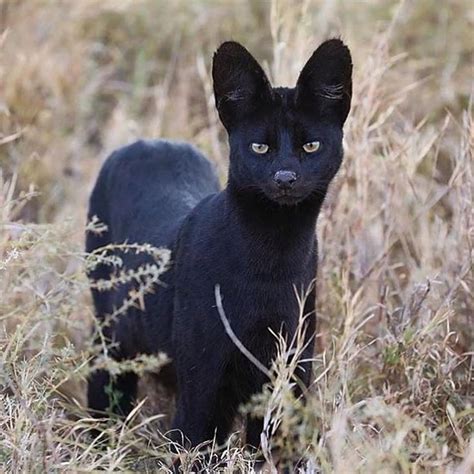 The Significance of Dreams Featuring Infant Melanistic Felines