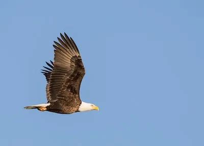 The Significance of Eagle Perching: Decoding the Essence and Implications