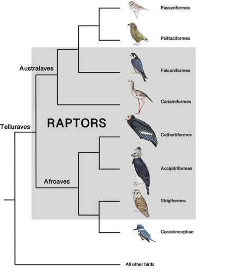 The Significance of Embracing a Raptor in Your Dreamscapes