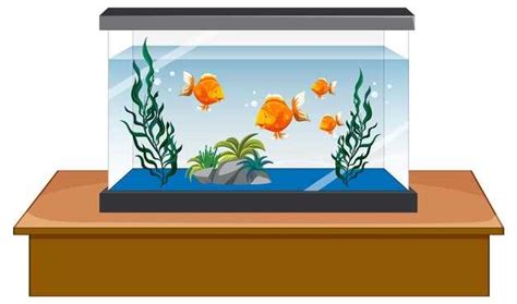 The Significance of Ending the Lives of Pet Fish in Dreams: What Does it Indicate?