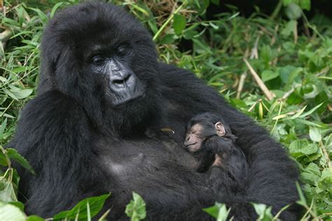 The Significance of Gorilla Ecotourism