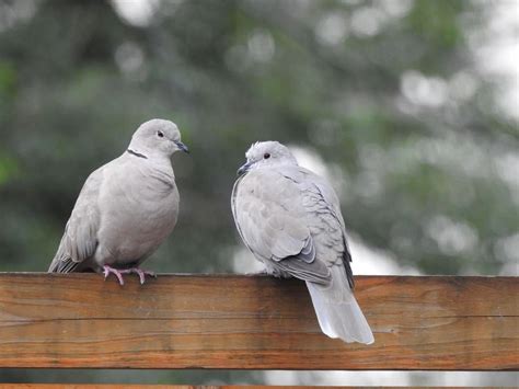 The Significance of Gray Doves in Various Cultural Contexts