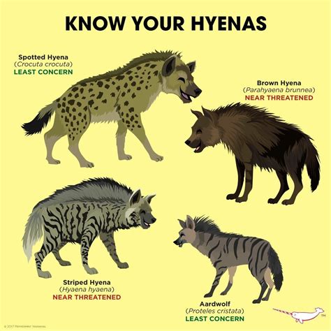 The Significance of Hyenas in Different Cultures