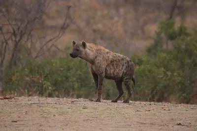 The Significance of Hyenas in Dream Psychology and Analysis 