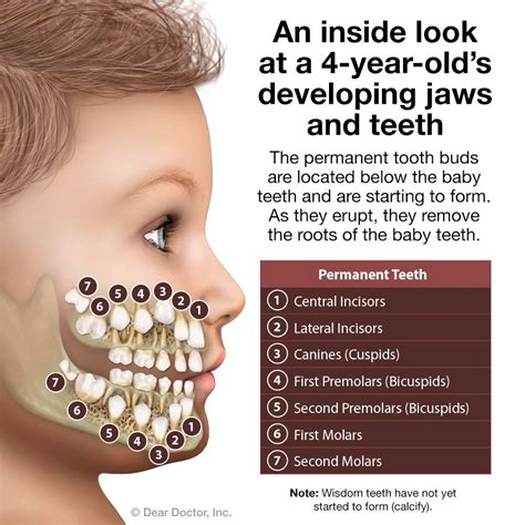 The Significance of Infant Dentition in Dreams