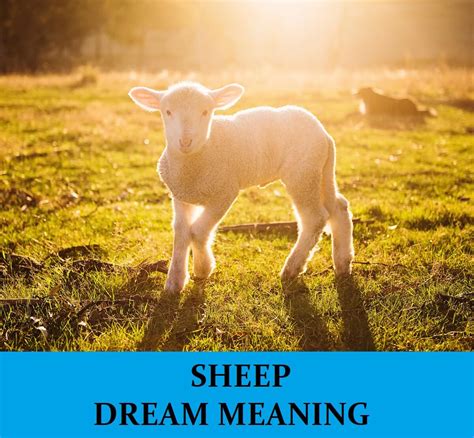 The Significance of Infant Sheep in the Interpretation of Dreams