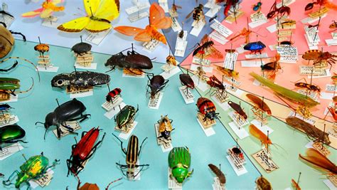 The Significance of Insect Collections in Research and Education