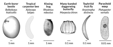 The Significance of Insect Eggs in Dreamscapes