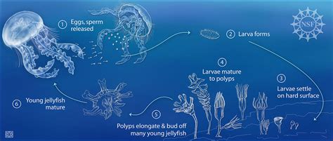 The Significance of Jellyfish in Marine Ecosystems