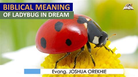 The Significance of Ladybirds in Dreams