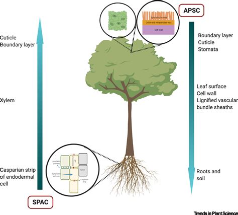 The Significance of Maintaining Neat Pathways for a Secure Atmosphere