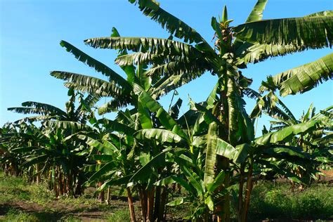 The Significance of Personal Experience: How Bananas Serve as a Bridge to Our History