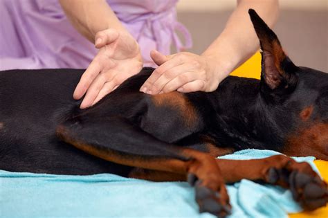 The Significance of Physical Therapy in Enhancing Canine Mobility