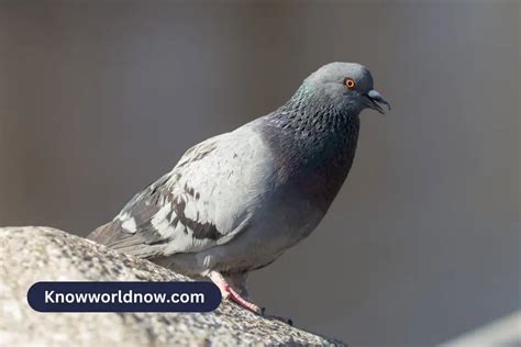 The Significance of Pigeons in Different Cultures and Religions