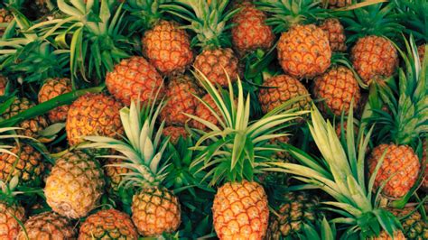 The Significance of Pineapples Across Cultures