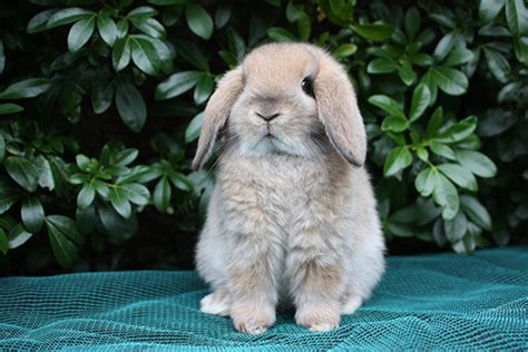 The Significance of Proper Nutrition in Supporting the Well-being of Domestic Rabbits