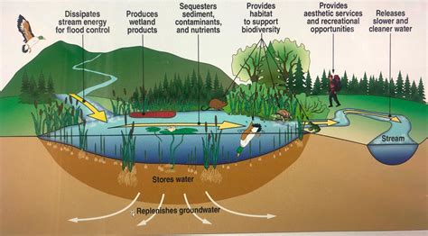 The Significance of Purifying and Revitalizing Unspoiled Waterways