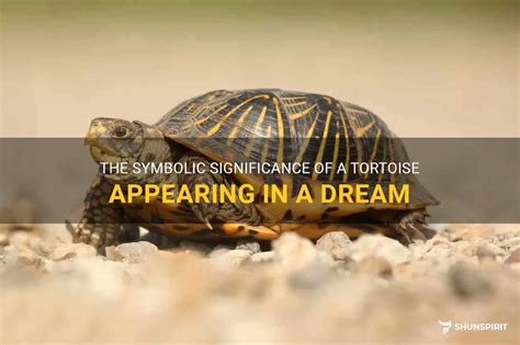 The Significance of Pursuing a Tortoise within Dreams