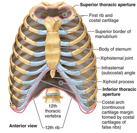 The Significance of Ruptured Thoracic Bones: An Insight into the Depths of Your Unconscious