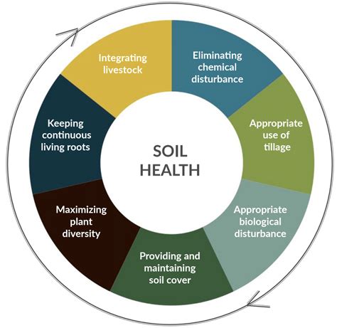 The Significance of Soil Health in Agriculture